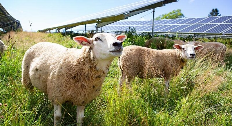 agrivoltaics solar grazing us